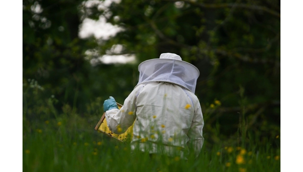 ¿Qué es la apicultura y cómo puedes empezar?